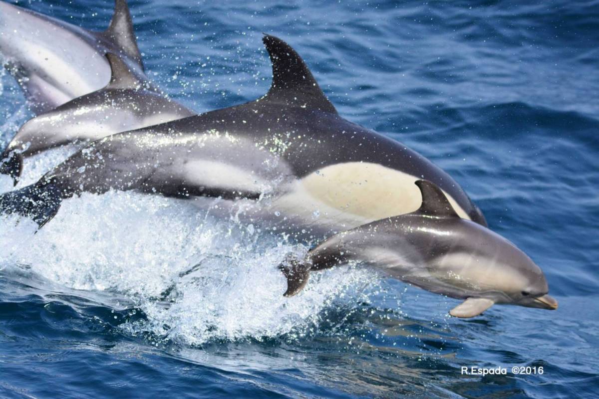 Dolphin Watching Tour In Strait Of Gibraltar | Experitour.com