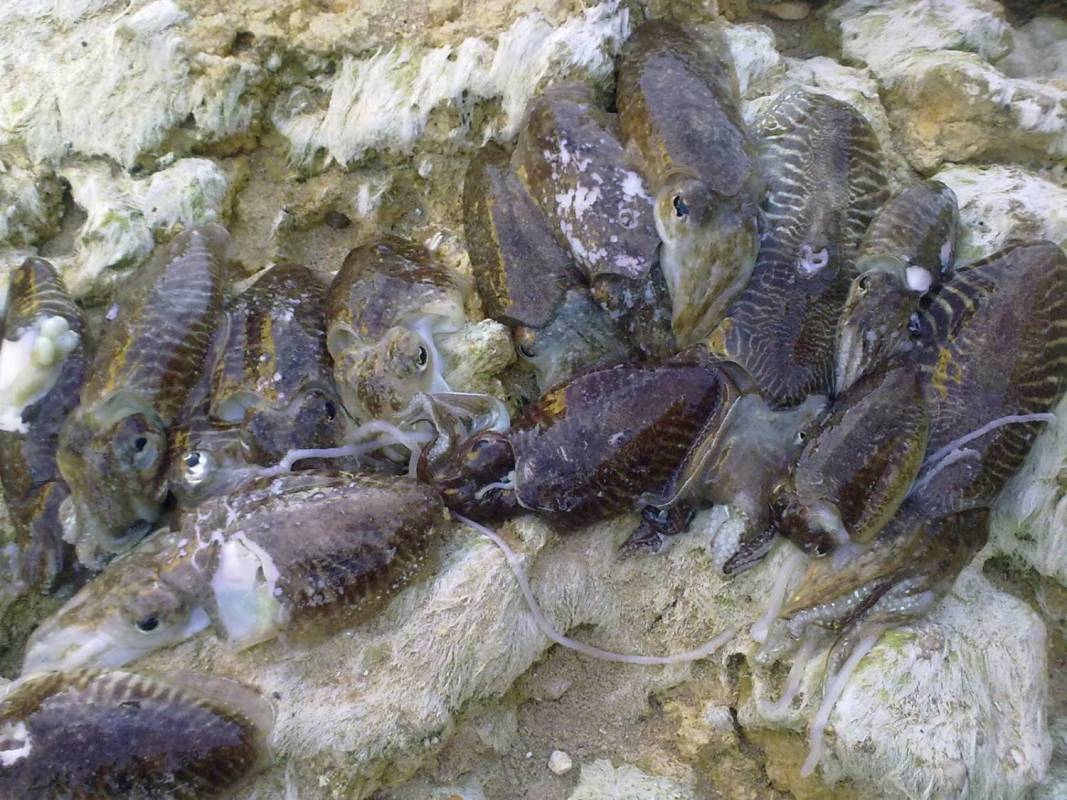 Squid / Cuttlefish Fishing Portimão
