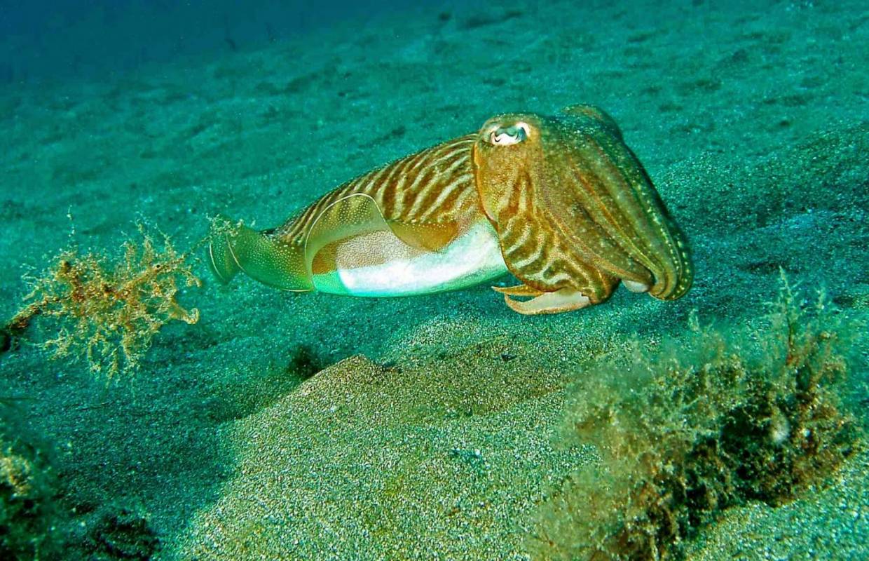 Squid / Cuttlefish Fishing Portimão