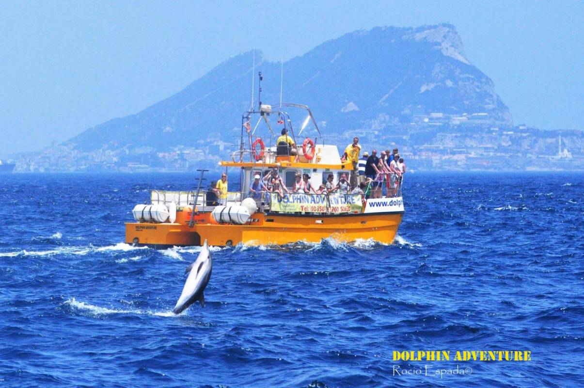 dolphin watching excursion in gibraltar