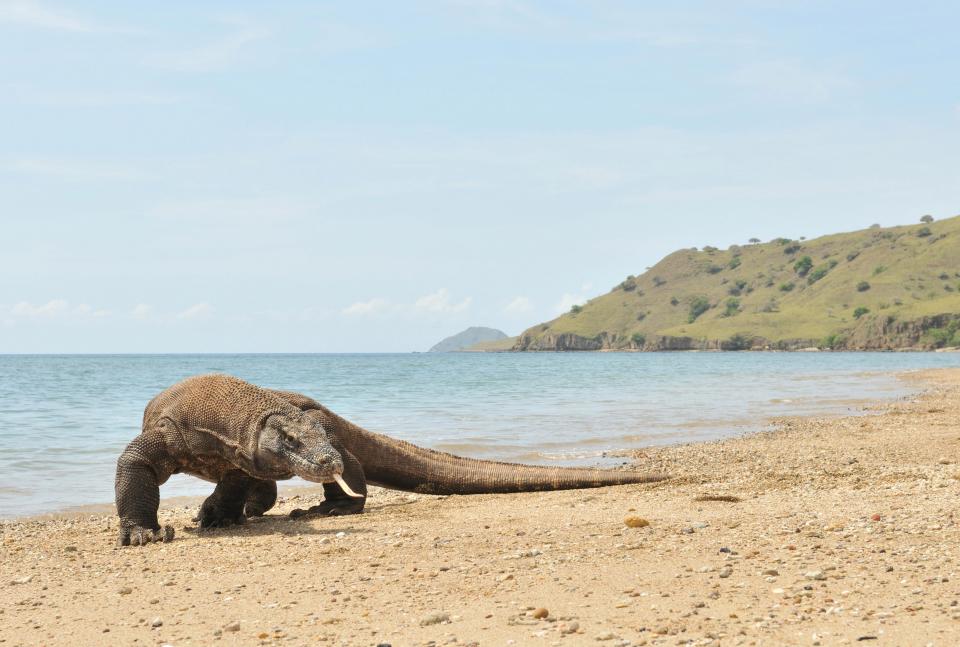 Komodo Island