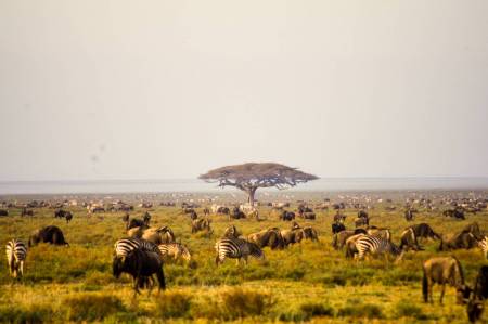 Parc National du Serengeti