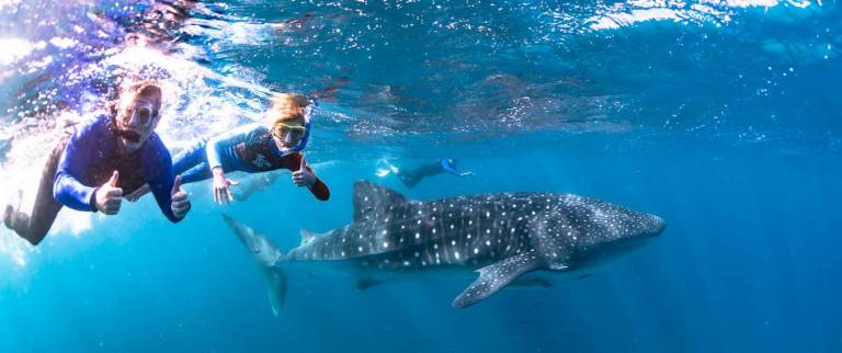 From Exmouth Catamaran Tour In Ningaloo Reef To Swim With Whale