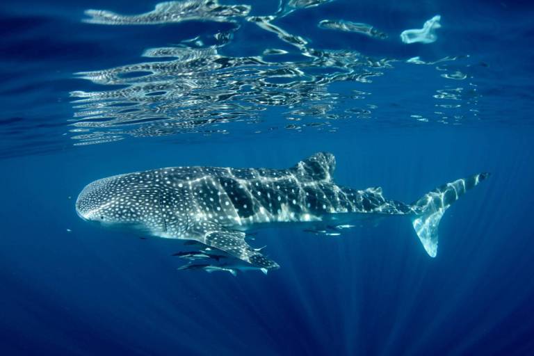 From Exmouth Catamaran Tour In Ningaloo Reef To Swim With Whale