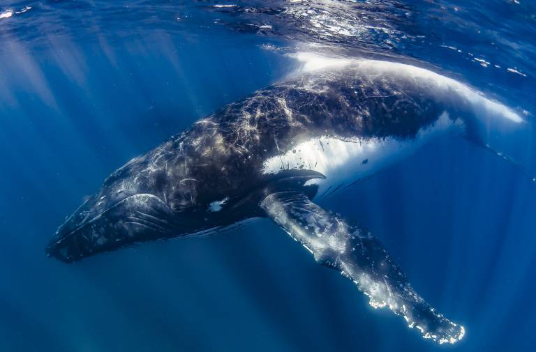 Ningaloo Humpback Whale Swim On A Sailing Catamaran | experitour.com