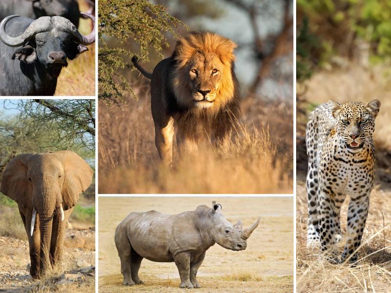 Big 5 Safari Day Tour From Cape Town Experitour