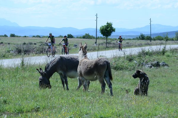 Bike Tour Eagle's Route