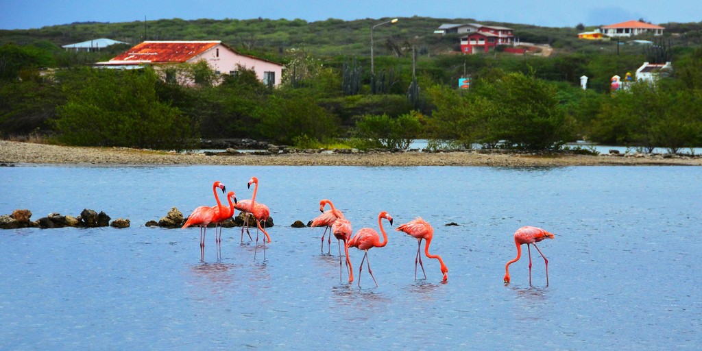 curacao flamingo tour