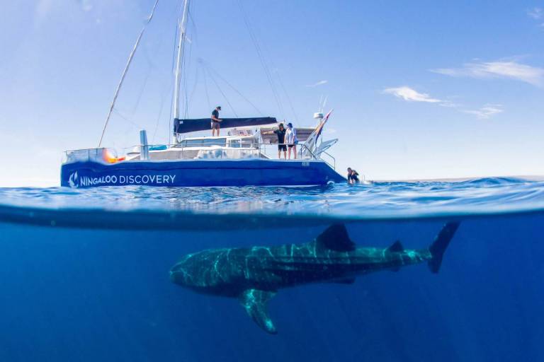 From Exmouth Catamaran Tour In Ningaloo Reef To Swim With Whale