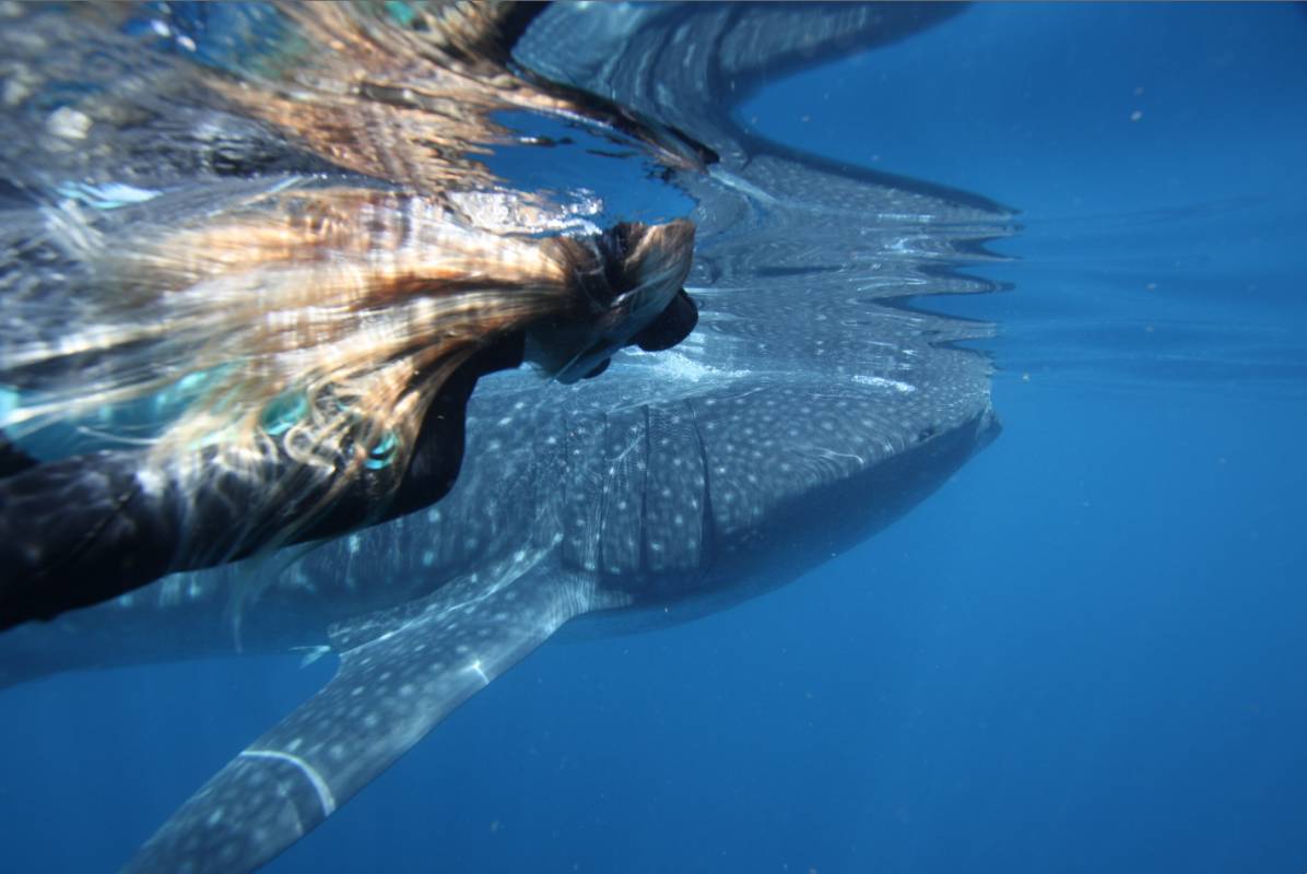 From Exmouth Powerboat Tour In The Ningaloo Reef To Swim With Whale