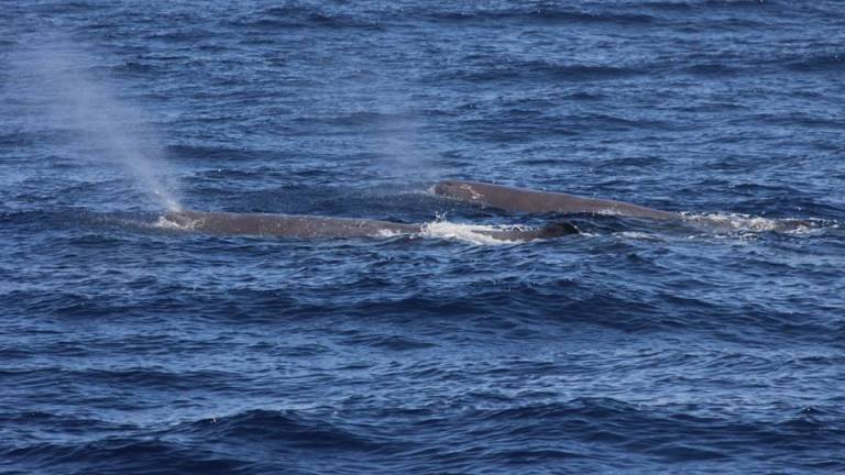 Terceira Island: 3-Hour Dolphin & Whale Watching Boat Tour In Azores ...