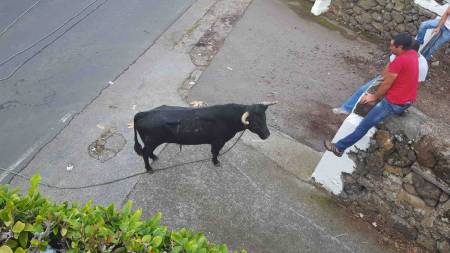 Sehen Sie Die Traditionellen Terceira Island Stierkampf Mit Einem Lokalen Führer