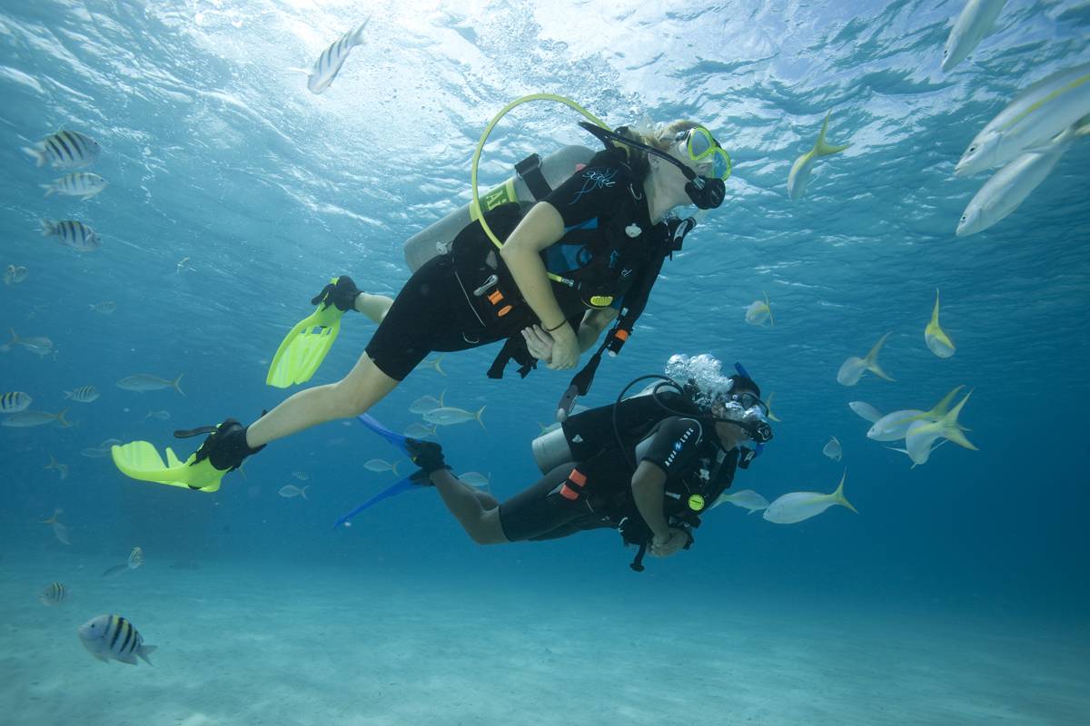 Manual de buceo en aguas abiertas open water diver duck