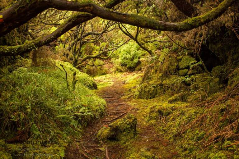 Trilhas De Caminhada: Aprecie O Interior Da Terceira, Açores | experitour.com