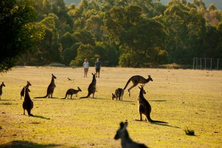 De Melbourne: Excursion D’une Journée En Petit Groupe Au Parc National Des Grampians