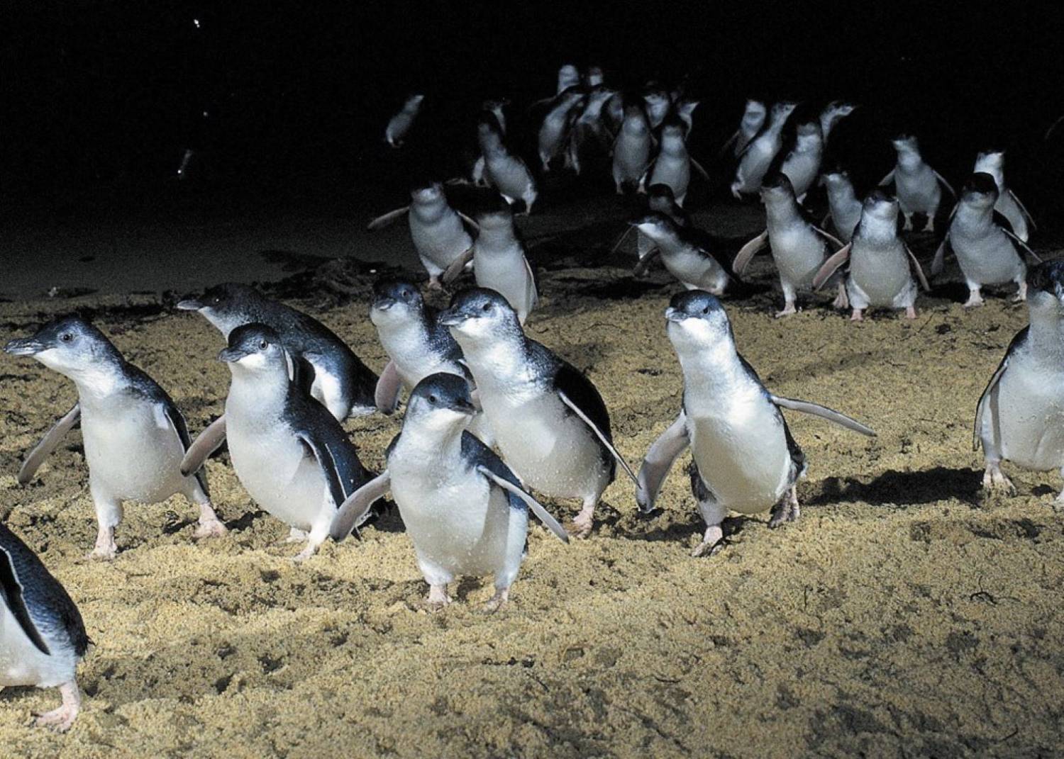 penguin parade phillip island tour