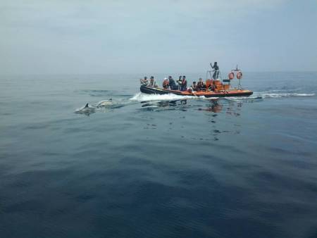 Wildlife Explorer, 3 Heures De Voyage Pour Observer Les Dauphins, Les Baleines, Etc. – Ferragudo