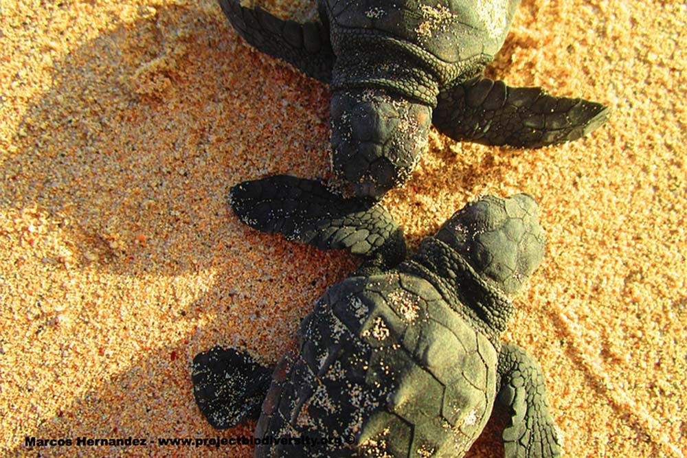 Turtle Walks, Cape Verde | experitour.com