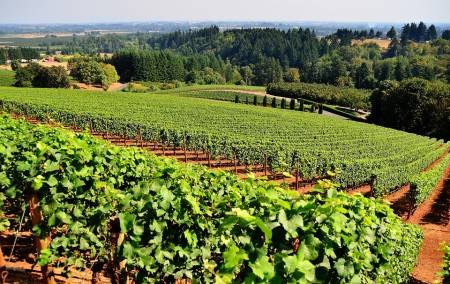 De Brasov: Dégustation De Vins Et De Fromages Sur La Vallée De Prahova Roumanie