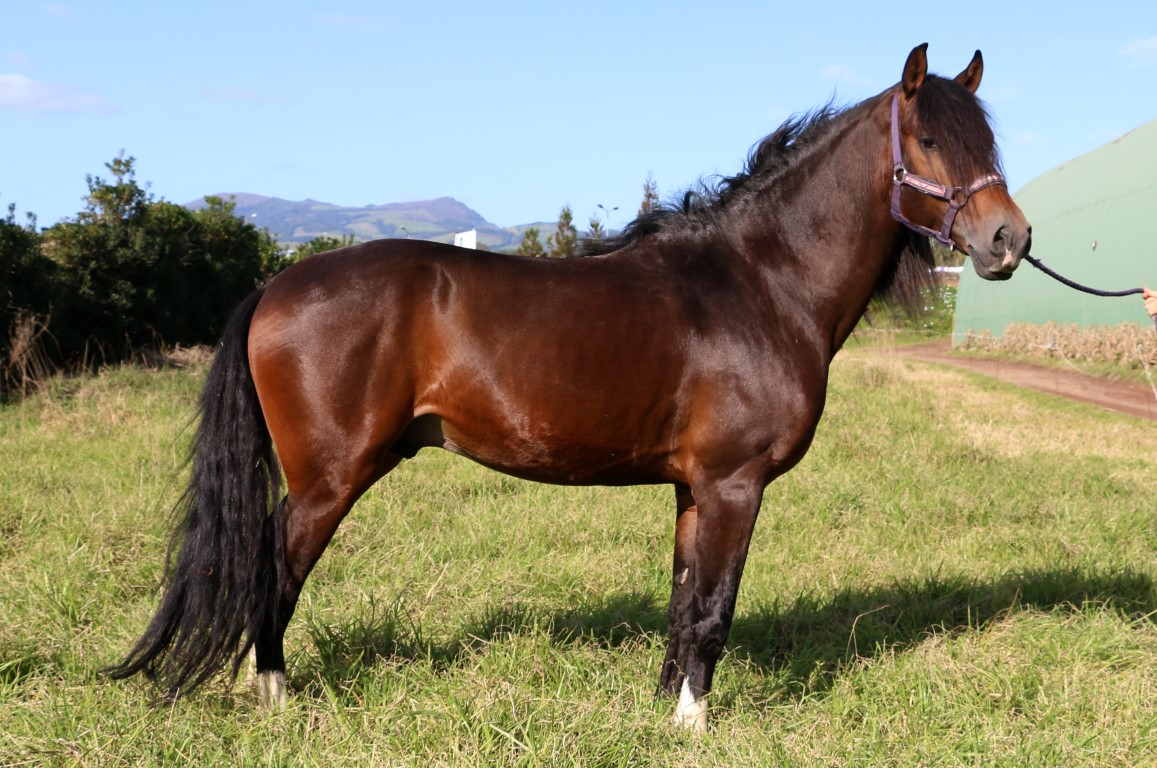 3H Horse Ride To Lagoa Das Sete Cidades, São Miguel, Azores