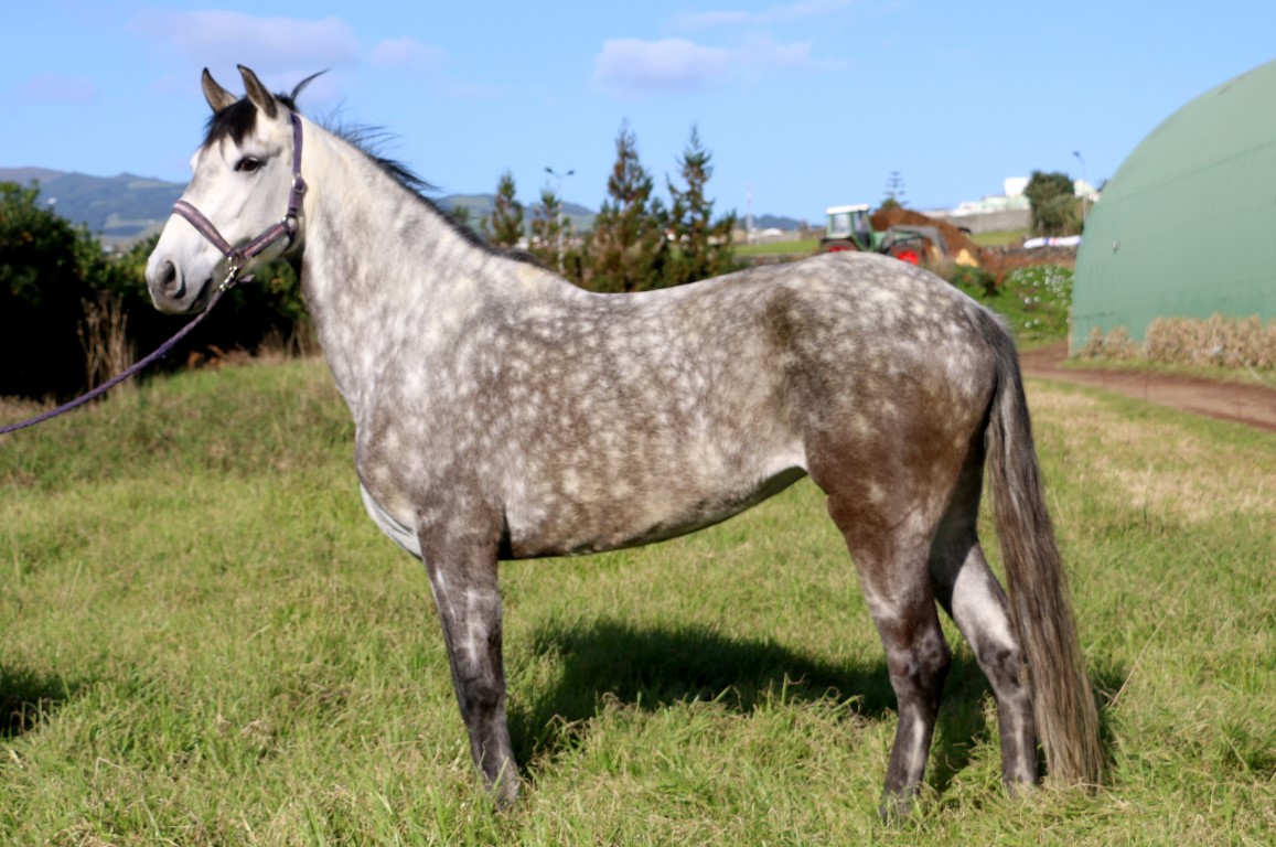 3H Passeio A Cavalo À Lagoa Das Sete Cidades, São Miguel, Açores