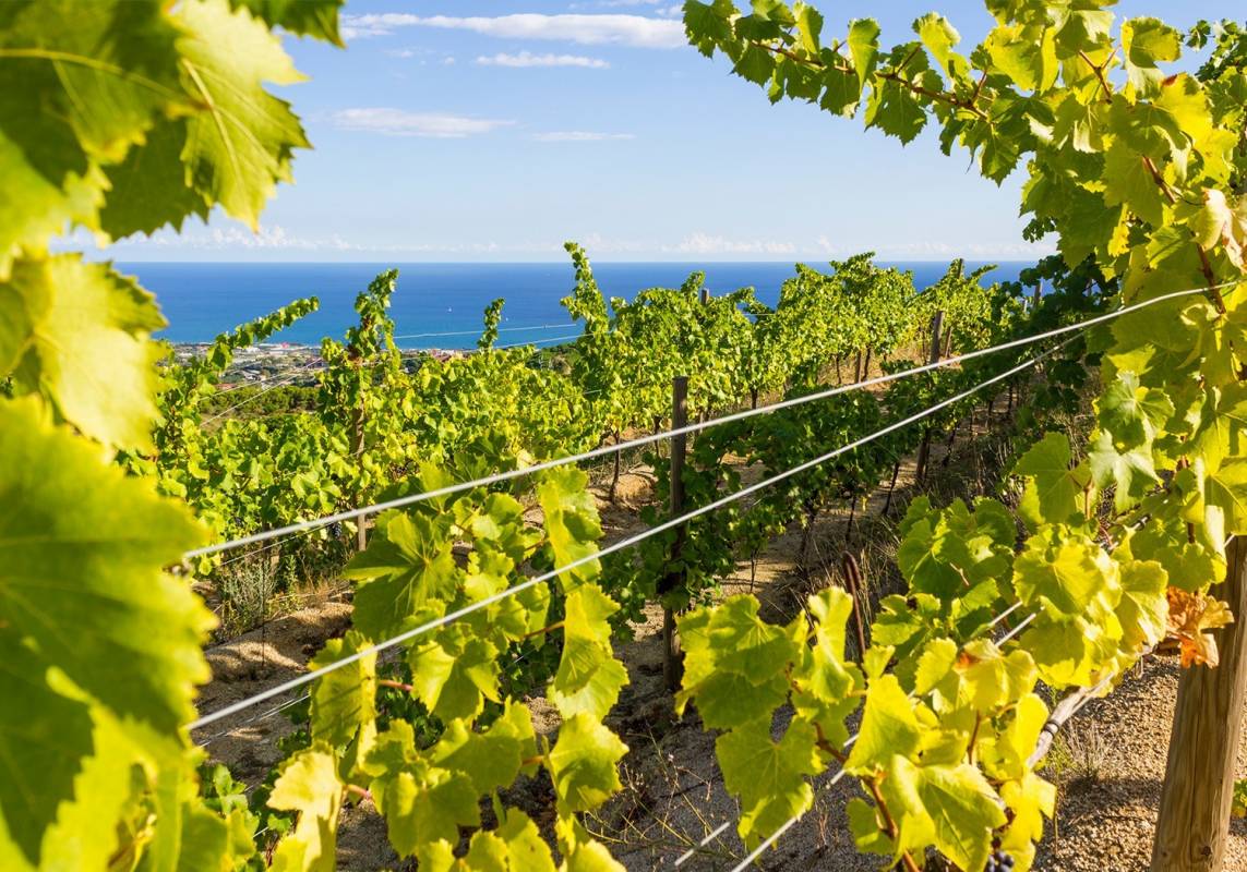 Winery Barcelona Ebike wine tasting tour