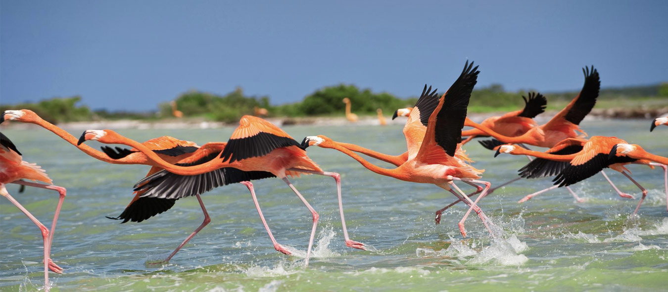 Celestun Nature Reserve