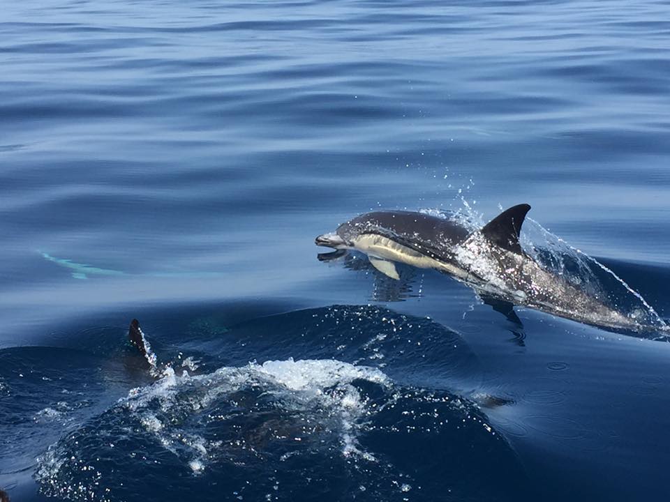 Sail And Sushi Tour - A Fantastic Leisurely Experience