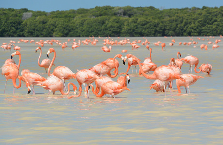 Celestun Nature Reserve