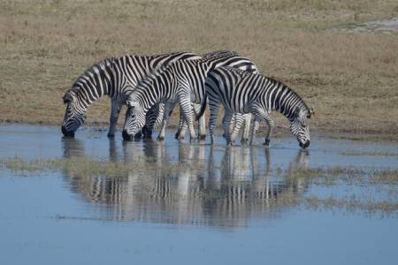 3 Days Family Tanzania Safaris: Lake Manyara, Tarangire And Ngorongoro Crater