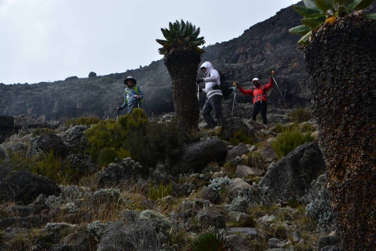 Kilimanjaro Climbing