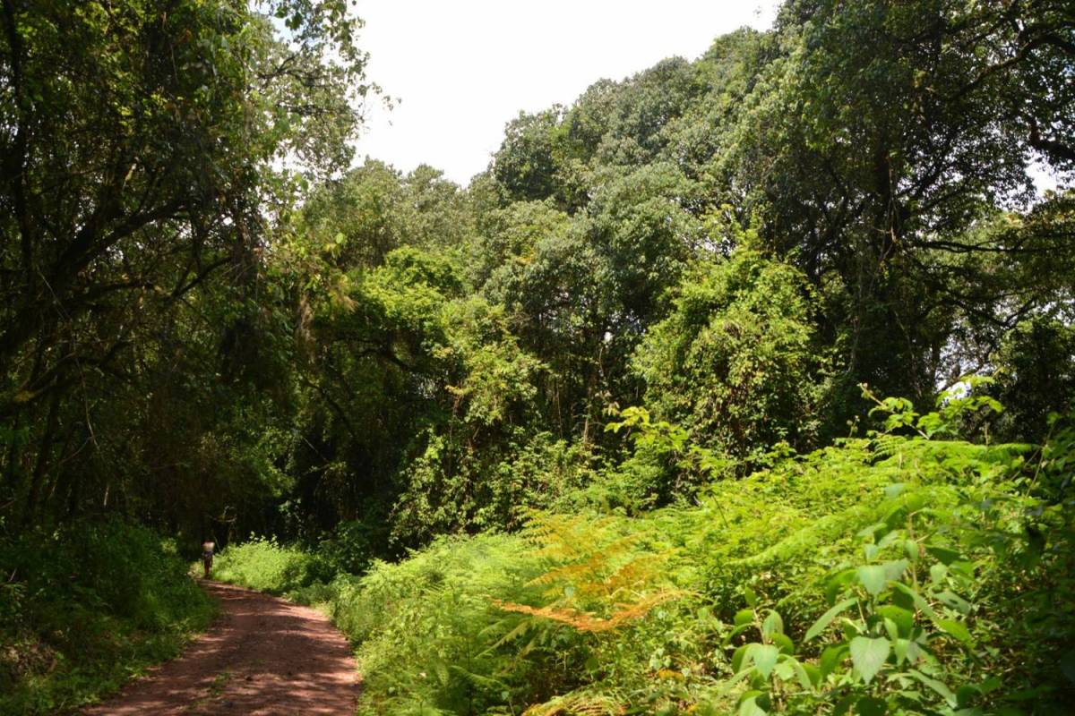 Kilimanjaro Climbing