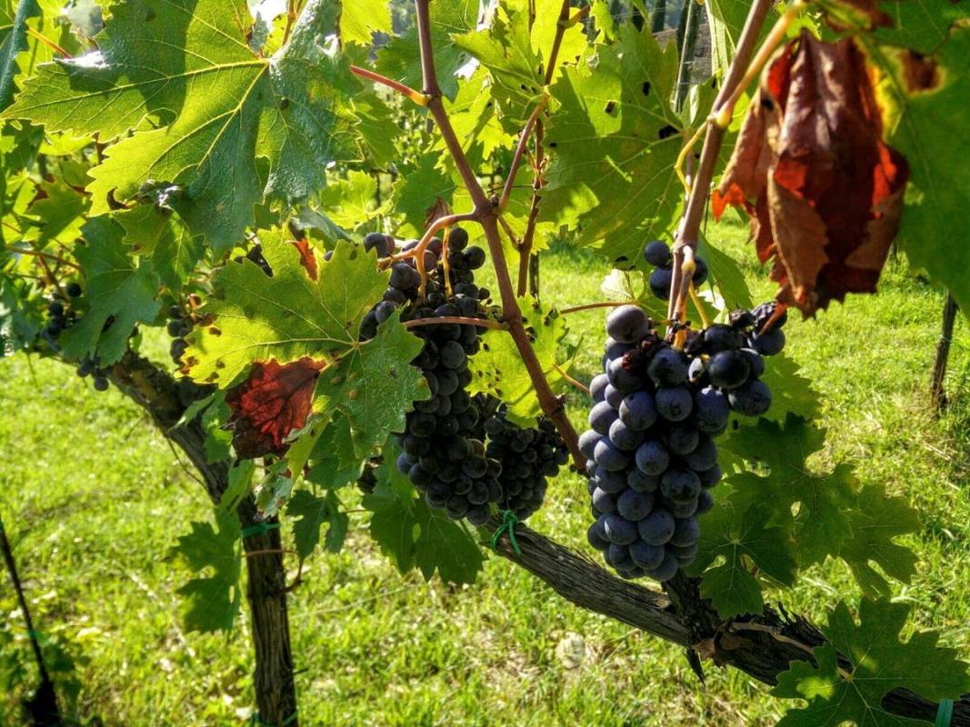 Safari Chianti Experience On A Quad With Picnic From Siena