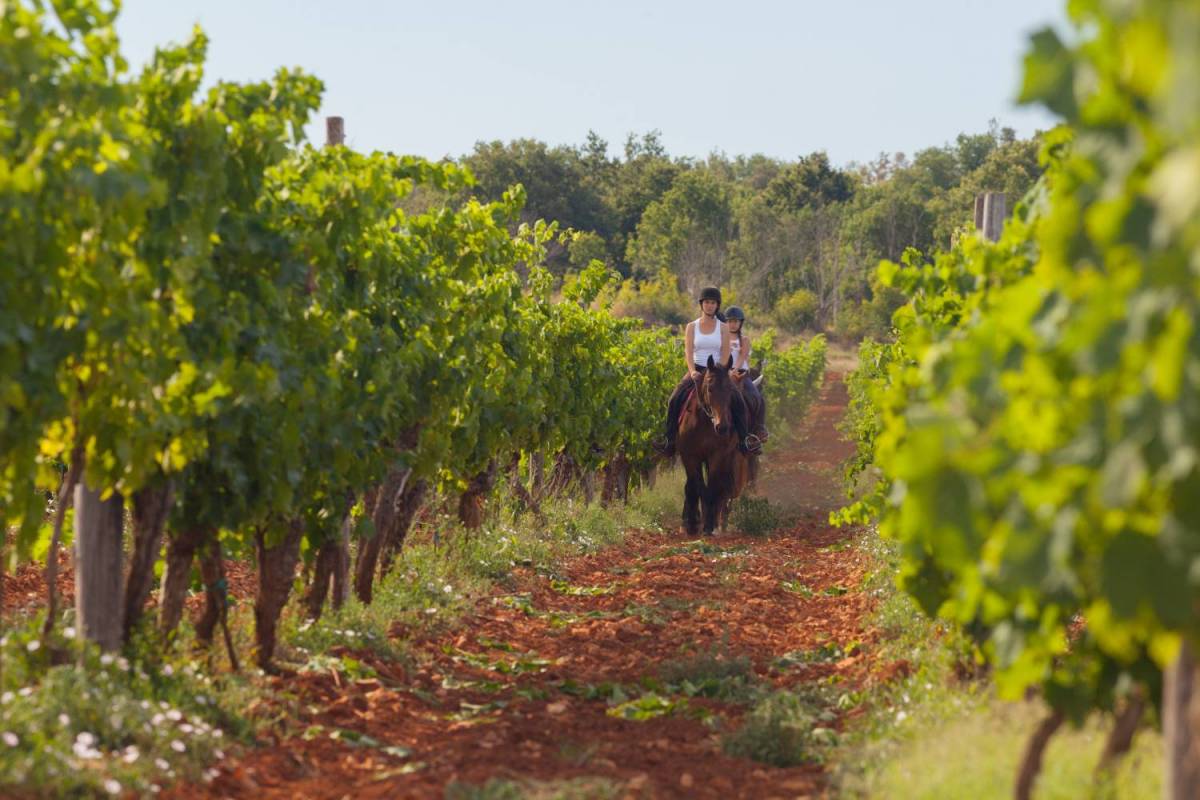 Horseback Riding Tours