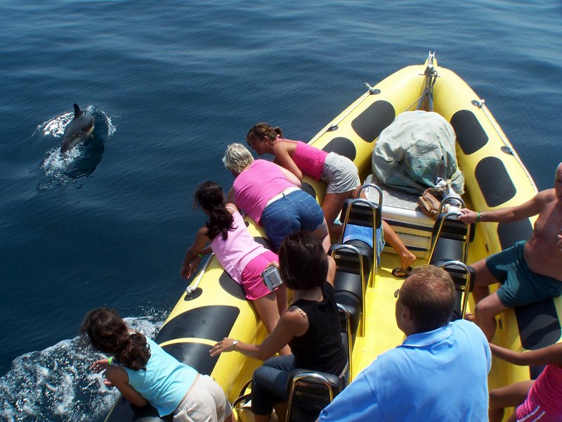 Algarve Dolphin Watching - Get Out To See And Meet The Dolphins