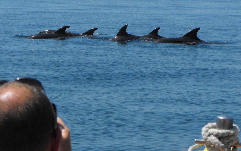 Algarve Dolphin Watching - Get Out To See And Meet The Dolphins