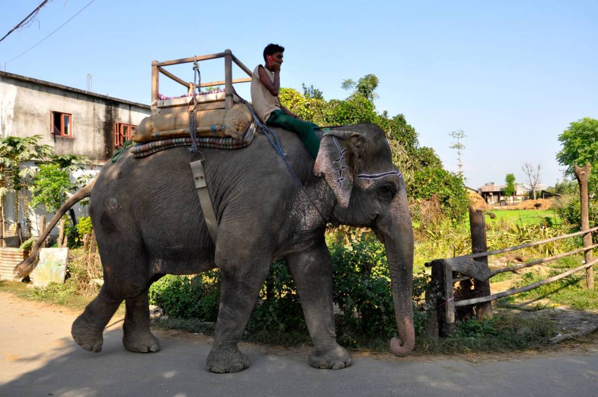 Jungle Safari In Chitwan National Park- 2 Nights 3 Days