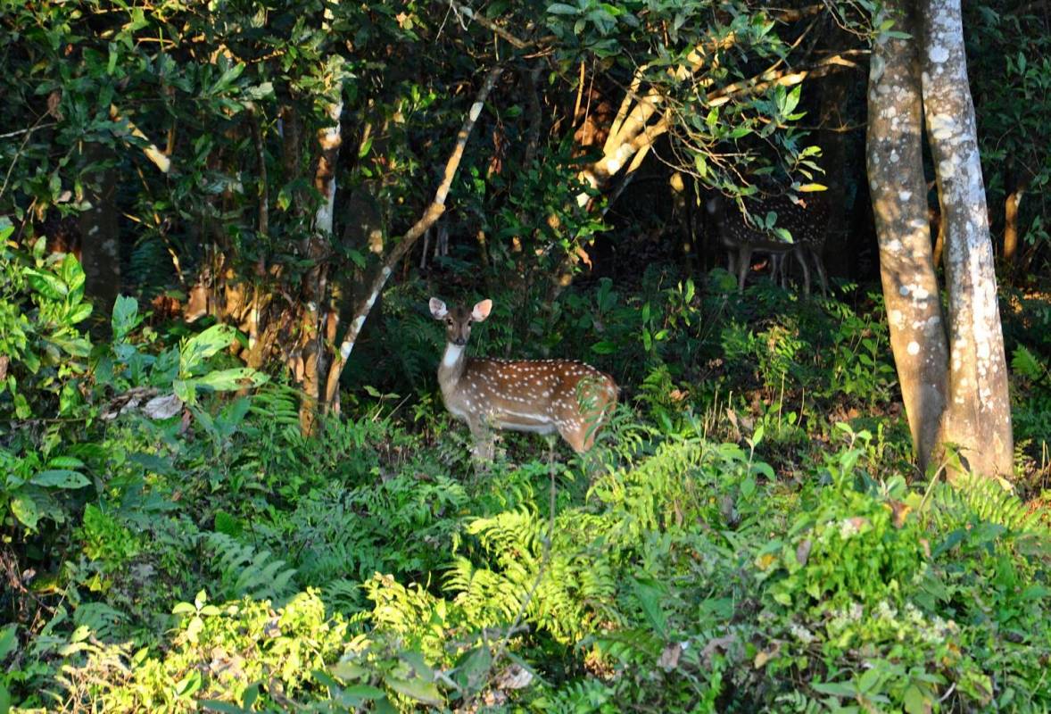 Jungle Safari In Chitwan National Park- 2 Nights 3 Days
