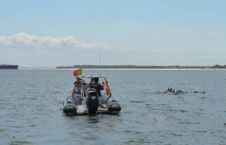 Von Lissabon: Delfinbeobachtungstour In Sesimbra
