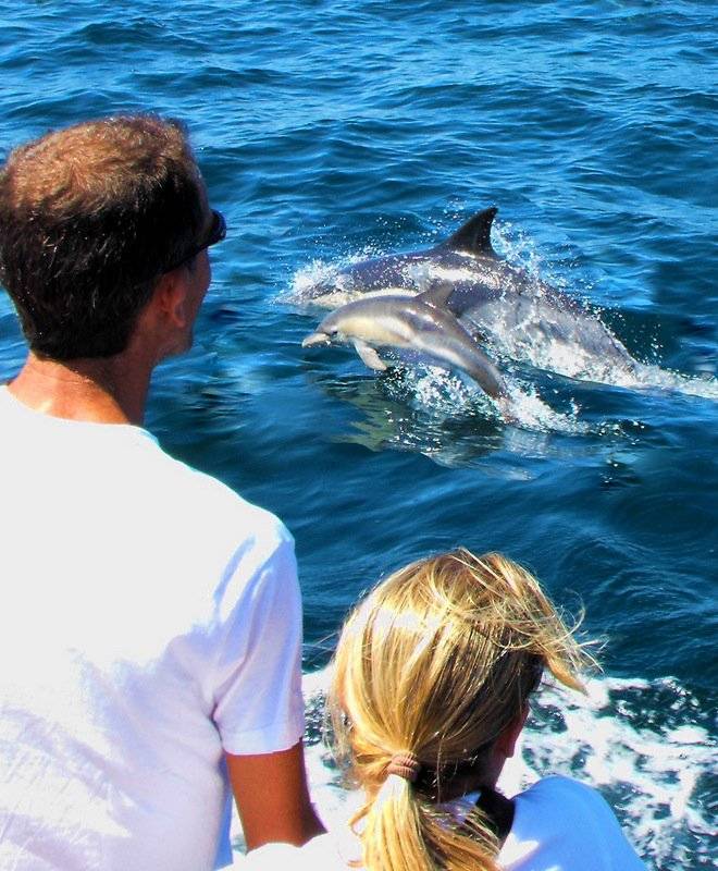 Algarve Dolphin Watching - Get Out To See And Meet The Dolphins