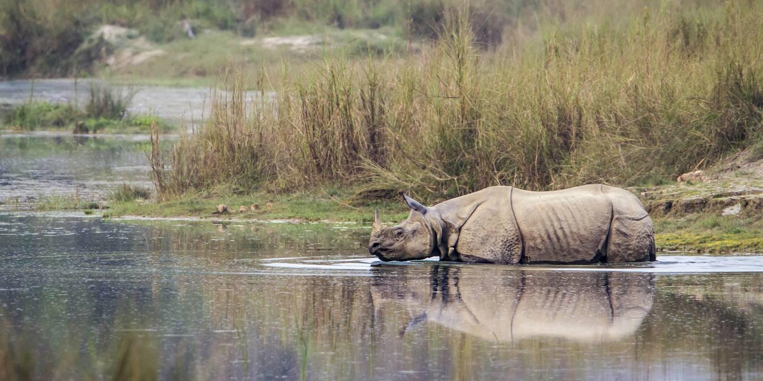 Jungle Safari In Chitwan National Park- 2 Nights 3 Days