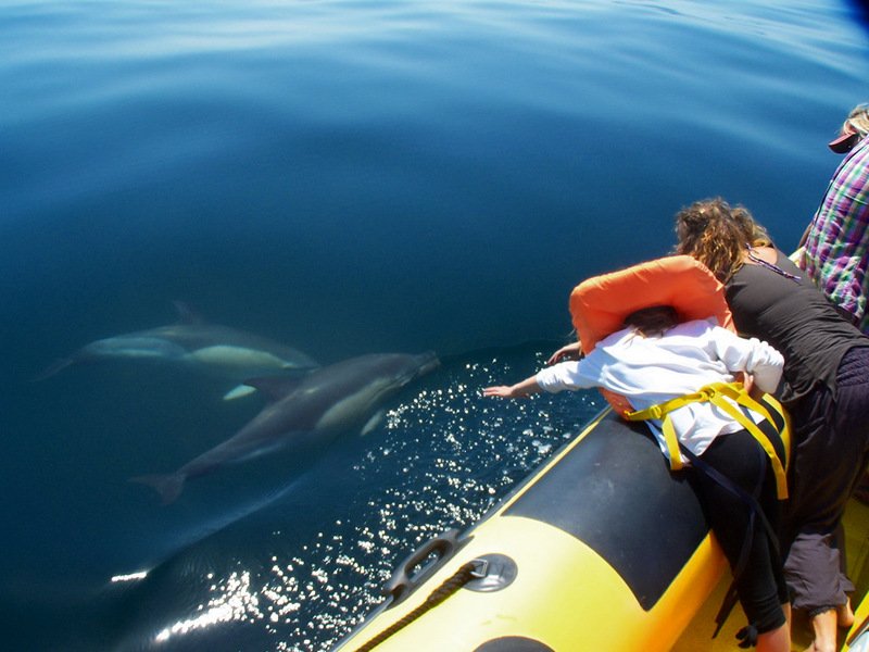Algarve Dolphin Watching - Get Out To See And Meet The Dolphins