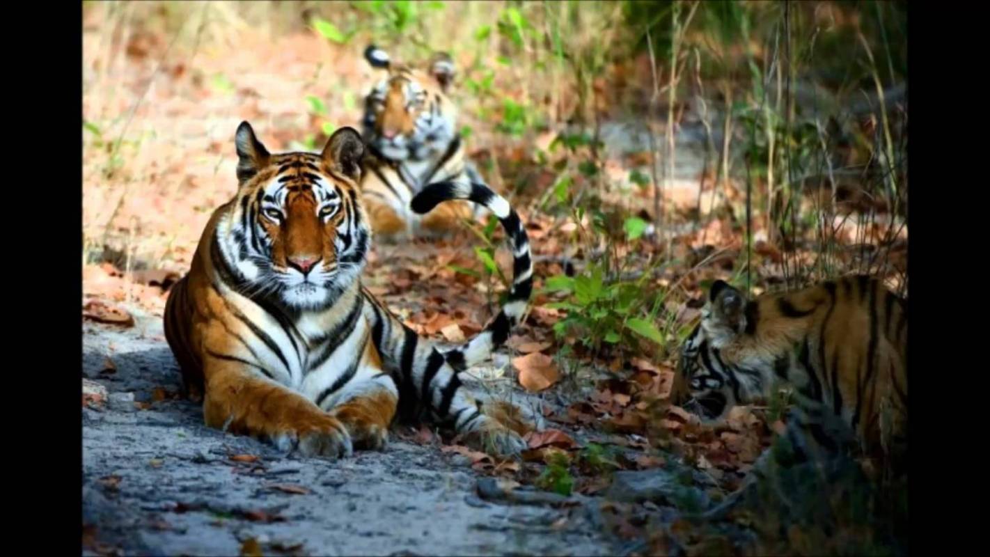 Jungle Safari In Chitwan National Park- 2 Nights 3 Days