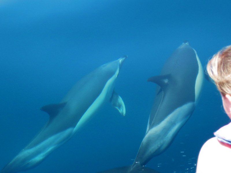 Algarve Dolphin Watching - Get Out To See And Meet The Dolphins