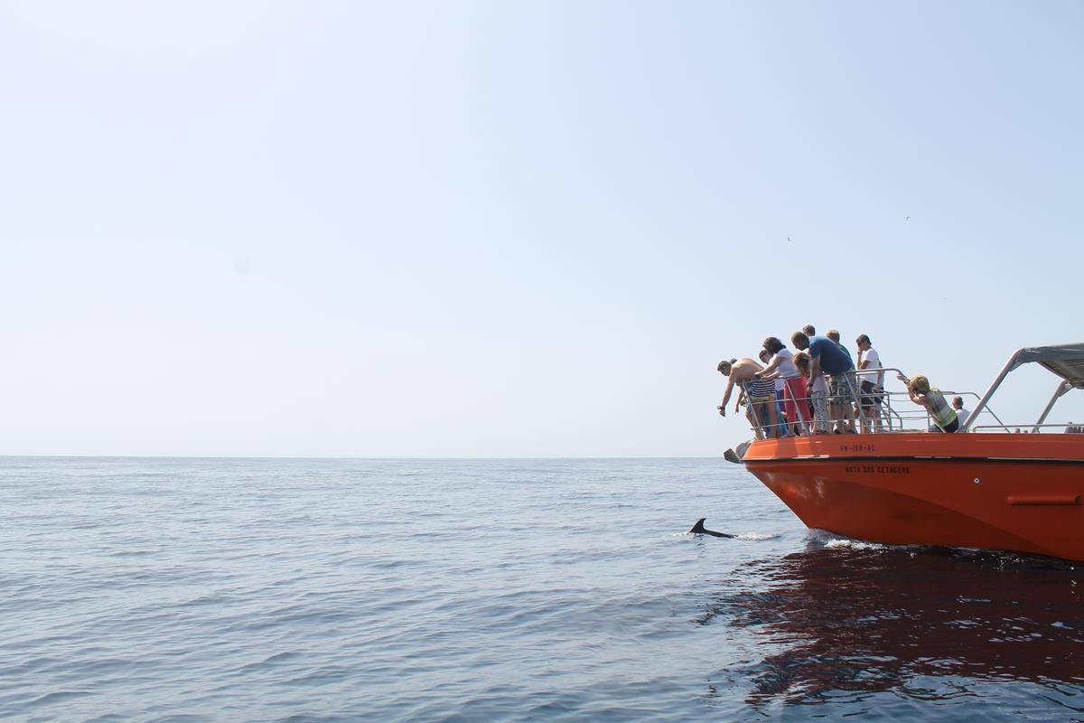 dolphin watching lagos algarve