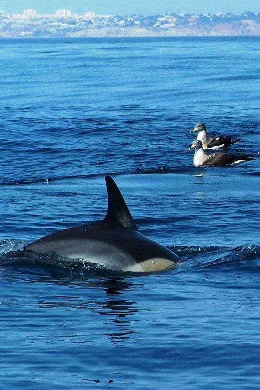 Algarve Dolphin Watching - Get Out To See And Meet The Dolphins