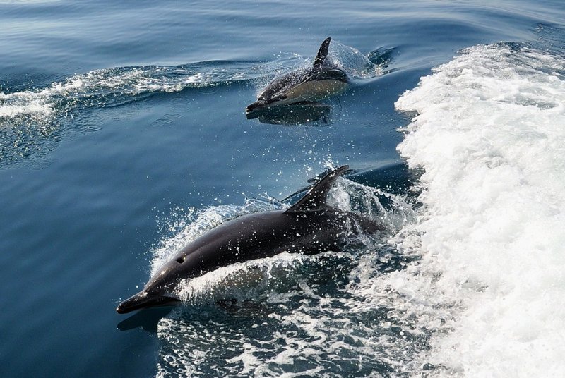 Algarve Dolphin Watching - Get Out To See And Meet The Dolphins