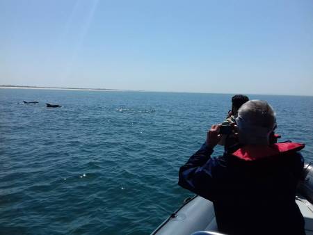 Daily Dolphin Watch Tour In Sesimbra