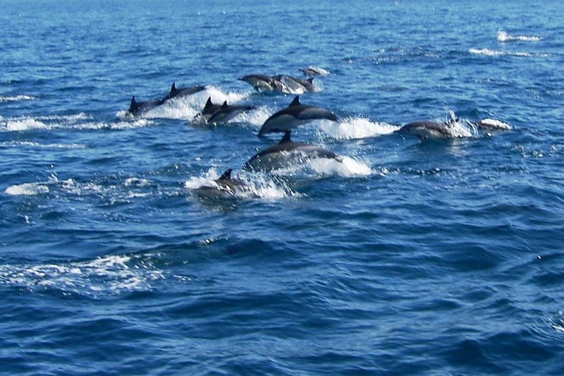 Algarve Dolphin Watching - Get Out To See And Meet The Dolphins
