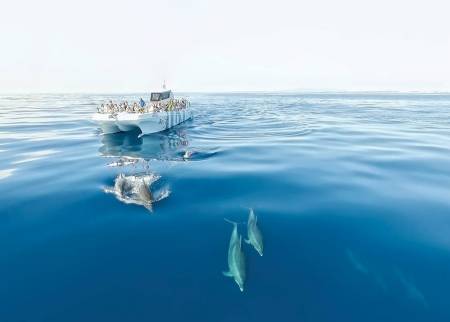 Observação De Golfinhos E Visita Às Grutas De Barco No Algarve